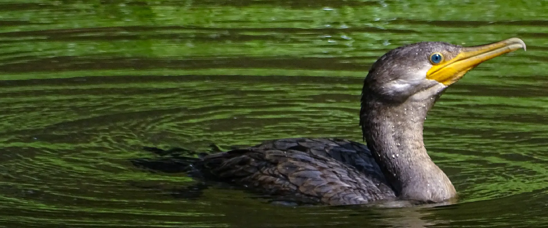 La 11° Feria Internacional de Aves, Colombia Birdfair